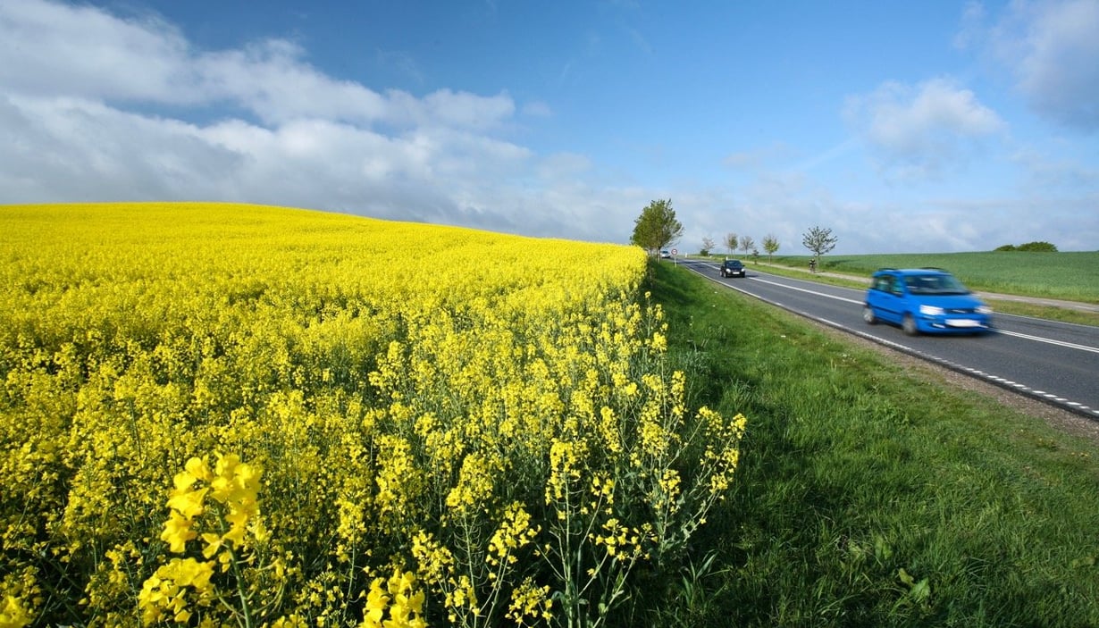 Naturskjønt landskap med en åker med gule blomster og en vei.