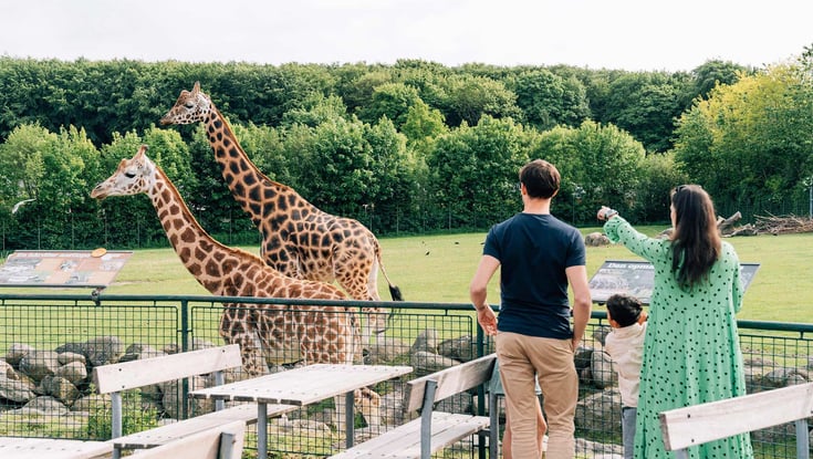 giraffer i Aalborg zoo