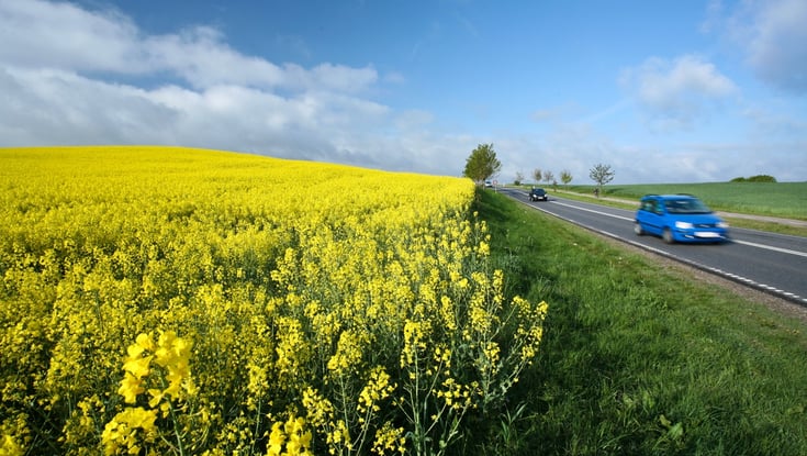 Naturskjønt landskap med en åker med gule blomster og en vei.
