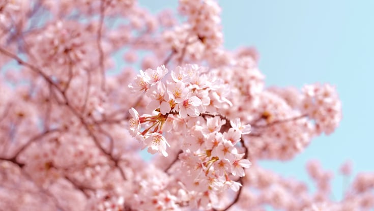 Kiresbærblomstring