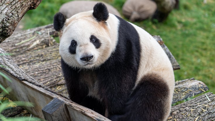 Panda i København Zoo