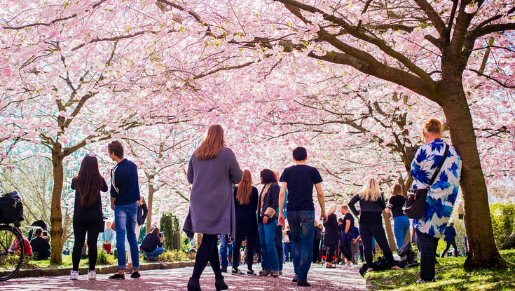Kirsebærtrær blomstrer i København