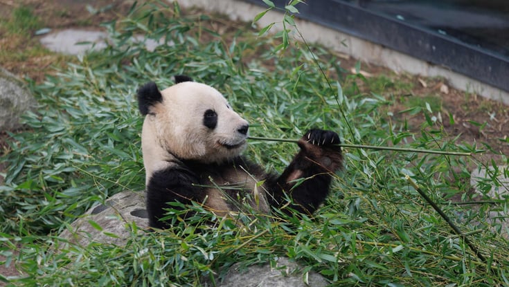 panda