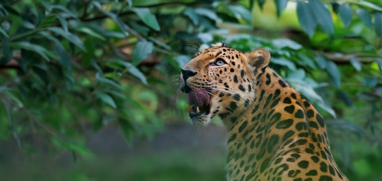 Leopard i grønne omgivelser